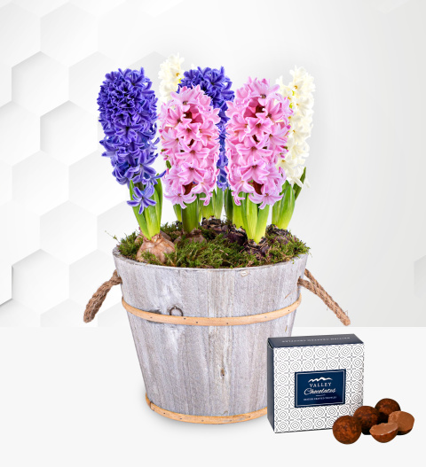 Bild von Hyacinth – Hyacinth Plant – Pink Hyacinth – Hyacinth Purple – Hyacinth Indoors – Indoor Plants – Houseplants – House Plants