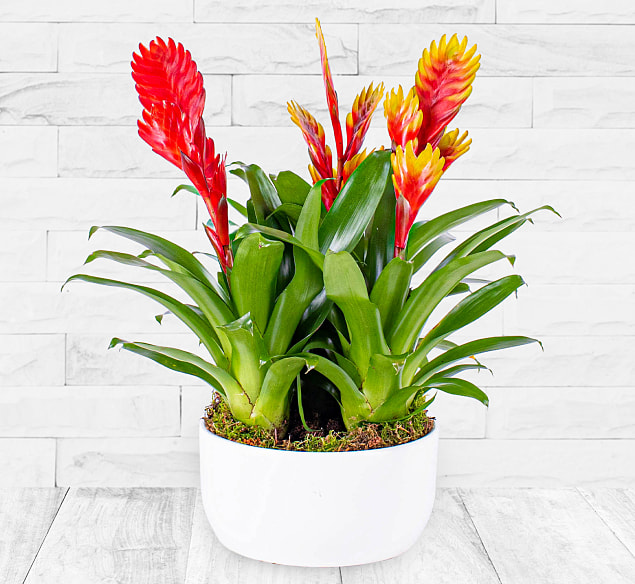 Bild von 123 Flowers Fire Wonder – Indoor Plants – Plant Delivery – Indoor Plant Delivery – Plant Gifts – Plant Gift Delivery – Home Plants