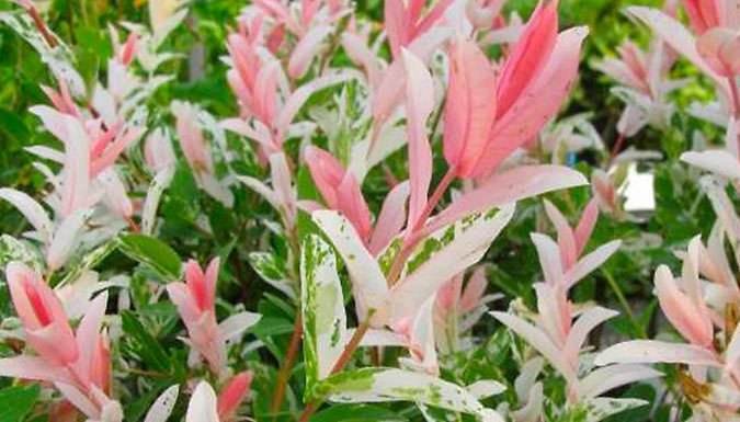 Bild von PlantStore Limited Pair of Salix Flamingo Trees